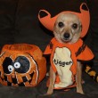 halloween-homemade-dog-treats-by-s13610.jpg
