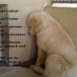 if-you-cant-adopt-foster
