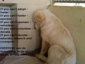 Shelter Dogs - How To Find The Best Animal Shelters & Dog Adoption Facilities Near You