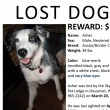 lost-dog