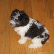 Maltese Poodle hybrid dog by locusolus