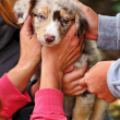 new-dog-care-tips