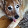 old-dog-no-teeth