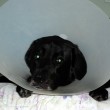 our-dog-wearing-e-collar.jpg