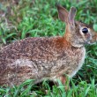 rabbit.jpg