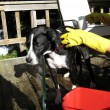 Wear rubber gloves when removing dog skunk odor from your dog! photo by Piddleville on Flickr