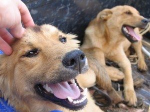 scratching-dogs