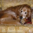 Senior dogs have different nutritional needs as they begin to slow down. photo by normanack on Flickr