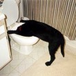 sick-dog-by-cutglassdecanter-thumb-300x199-11207