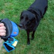 tenor-dog-with-dog-walk-bags-dispenser.jpg