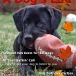 tenors-dog-magazine
