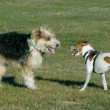 two-dogs-meeting-photo-by-velcrodobes.jpg