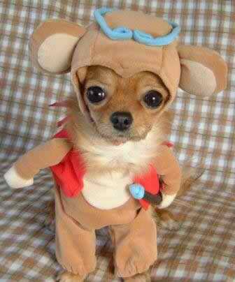 pictures of dogs in costumes. via Funny Dog Pics · weird-monkey-dog-costume.jpg. via Hemmy