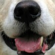 wet-dog-nose-by-ItsGreg.jpg