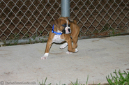 10-week-old-boxer-puppy.jpg