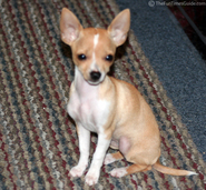 13-week-old-teacup-chihuahua.jpg