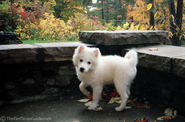 3-month-old-american-eskimo.jpg