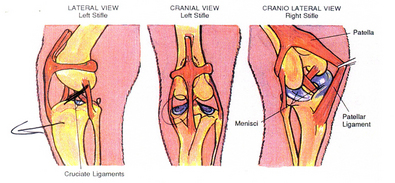 a-dogs-acl-torn-ligament.jpg