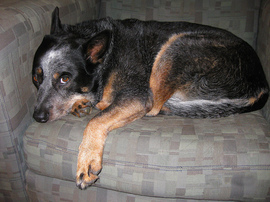 a-sick-dog-by-marj-k.jpg