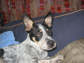 allergic-dog-swollen-and-on-benadryl-by-bermudi.jpg