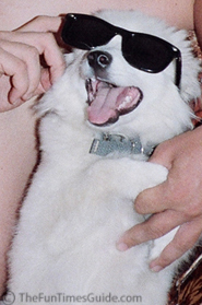 american-eskimo-with-sunglasses.jpg
