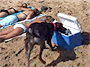 beer-dog-fetches-beers-thumb.jpg