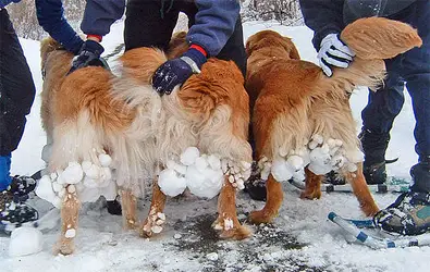 http://dogs.thefuntimesguide.com/images/blogs/biggest-snow-balls.jpg