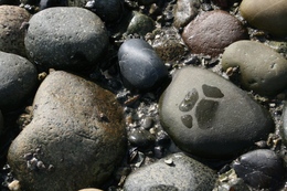 birch-bay-beach-river-stones-by-genevievepan.jpg