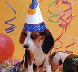 birthday-party-dog.jpg