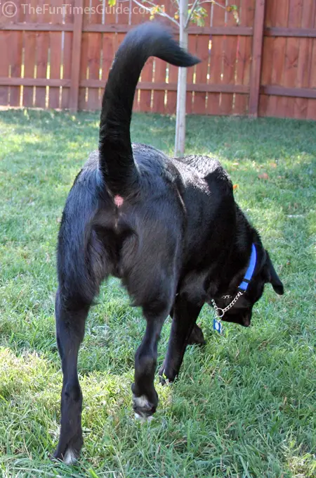 black-dog-butt.jpg
