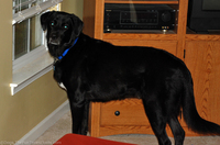 black-lab-with-great-coat-of-fur.jpg