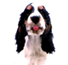 black-white-dog-licking.gif