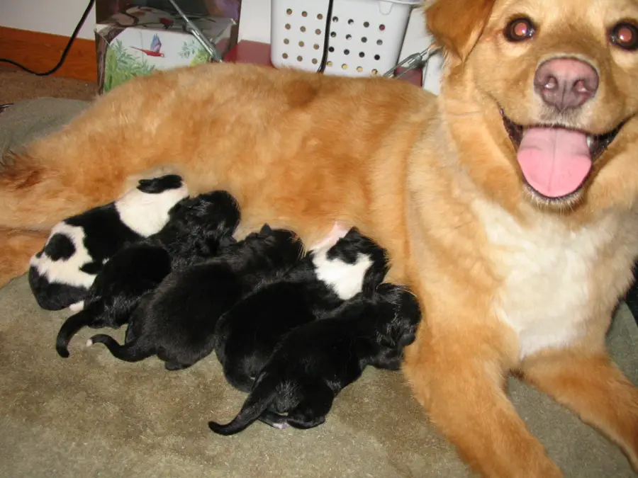 dogs and puppies together. to feeding your dog more,