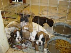 boxer-puppies-ready-for-new-homes-by-boxercab.jpg