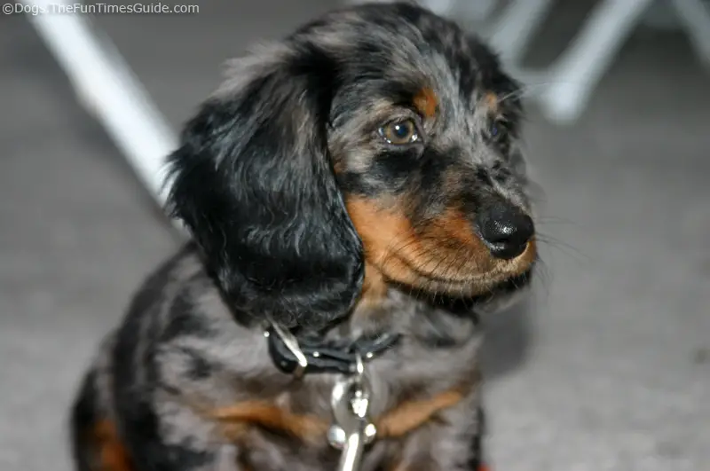 dapple dachshund looks