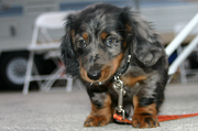 brindle-puppy.jpg