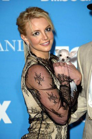 britney-spears-dog-bitfit2.jpg
