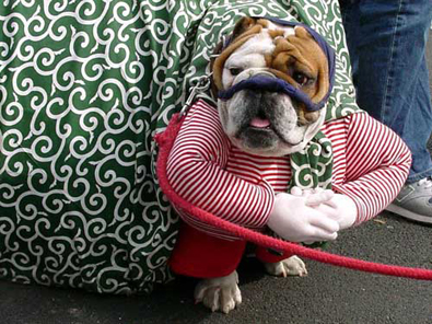 A very special bulldog Halloween costume. bulldog-amy-rose.jpg