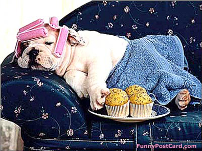 bulldog-wearing-hair-curlers-and-bath-towel.jpg