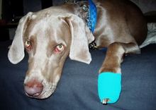 cast-from-bug-bite-by-plethr.jpg