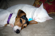 cat-and-dog-nap.jpg