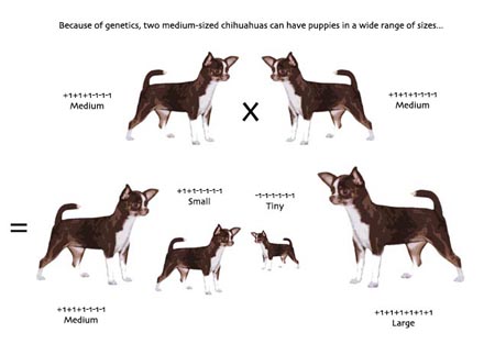 Large+dog+breeds+chart