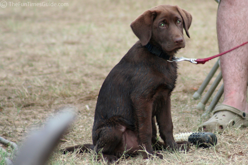 chocolate lab dog. Dachshund Puppy Dog