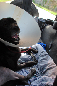 conehead-dog-tenor-in-jeep.jpg