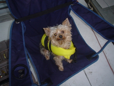 cookie-dog-with-life-preserver.jpg