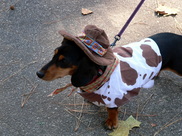 cool-dog-halloween-costume-by-Lee_Coursey.jpg