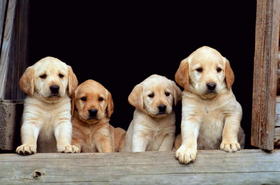 cute-puppies.jpg