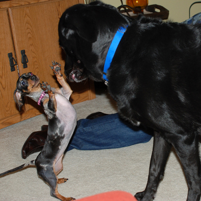 dachshund-standing-up-for-herself.jpg