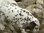 dalmation-puppies-thumb.jpg