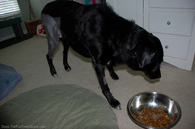 day-8-still-wants-his-wet-food-mix.jpg